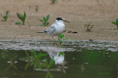 Sternula superciliaris