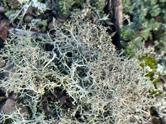 Cladonia furcata