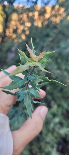 Nevin's Barberry seedling