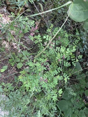 Indigofera bungeana