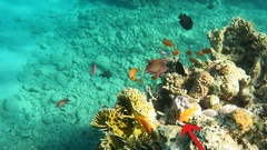 Pseudanthias squamipinnis