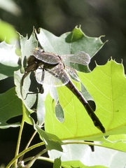 Gomphurus ozarkensis