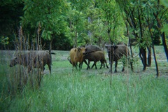 Syncerus caffer brachyceros