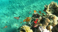 Pseudanthias squamipinnis