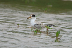 Sternula superciliaris