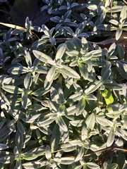 Cerastium tomentosum