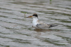 Sternula superciliaris