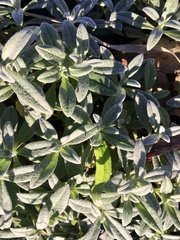 Cerastium tomentosum