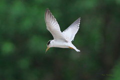 Sternula superciliaris