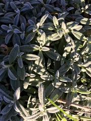 Cerastium tomentosum