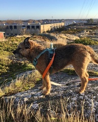Cerastium tomentosum