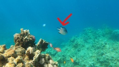 Amblyglyphidodon indicus