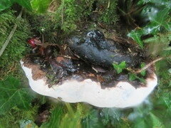 Heterobasidion annosum