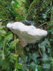 Heterobasidion annosum