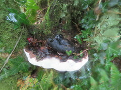 Heterobasidion annosum