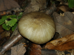 Megacollybia
