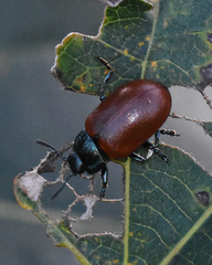 Chrysomela