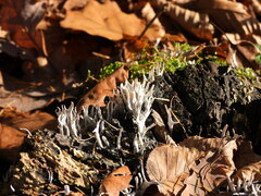 Xylaria hypoxylon