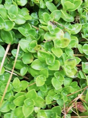 Crassula pellucida pellucida