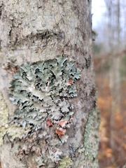 Nectriopsis rubefaciens