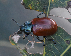 Chrysomela