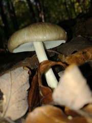 Megacollybia