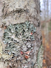 Nectriopsis rubefaciens