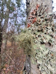 Nectriopsis rubefaciens