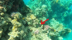 Dascyllus trimaculatus