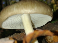 Megacollybia