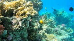 Pomacentrus sulfureus