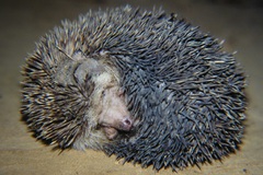 Atelerix albiventris