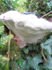 Heterobasidion annosum