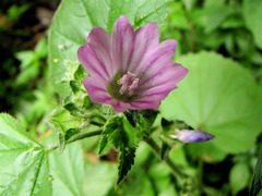 Malva multiflora