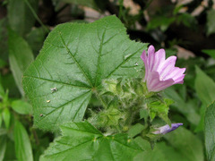 Malva multiflora