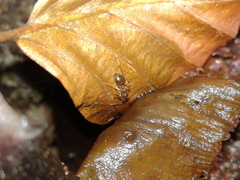 Prenolepis nitens