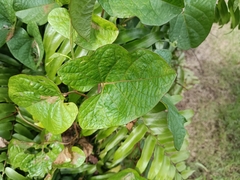 Ipomoea setifera