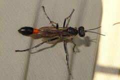 Ammophila sabulosa