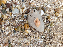 Muricopsis necocheana