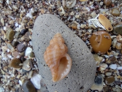 Muricopsis necocheana