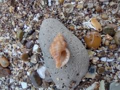 Muricopsis necocheana