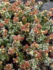 Crassula corallina