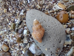 Muricopsis necocheana