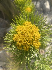 Hymenolepis crithmifolia
