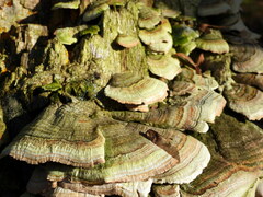 Cerrena unicolor