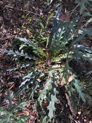 Cirsium horridulum