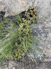 Crassula swaziensis