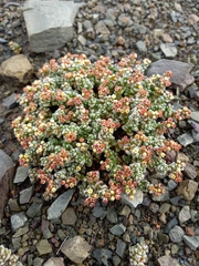 Crassula corallina