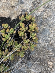 Crassula swaziensis