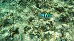 Abudefduf vaigiensis